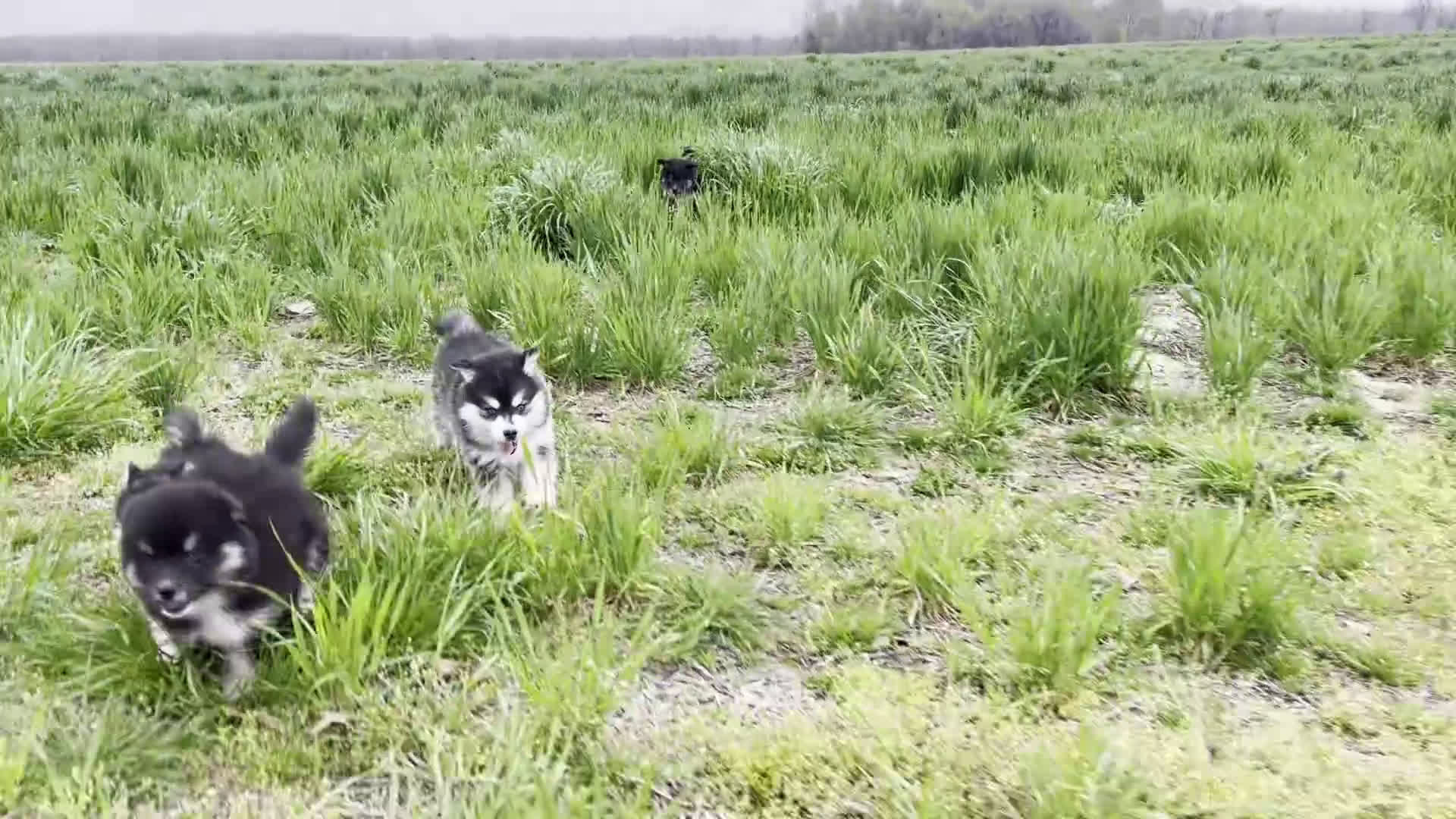 Pomsky dogs for sale: Benji (Green Collar) - Video 3