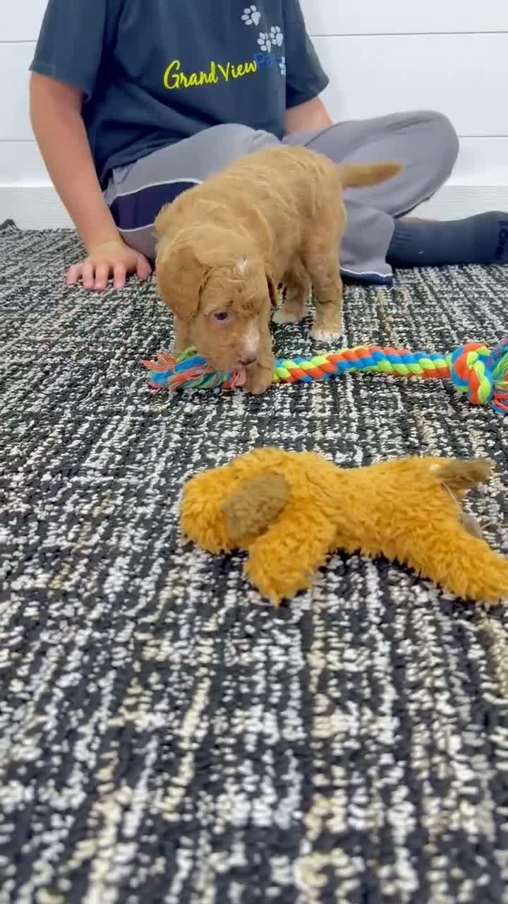 Mini Goldendoodle dogs for sale: Daisy  🌼🥰 - Video 1