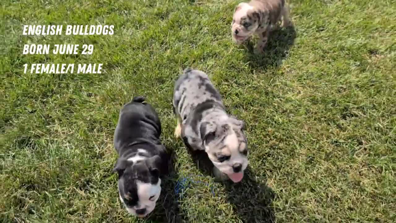 English Bulldog dogs for sale: Zoey - Video 3