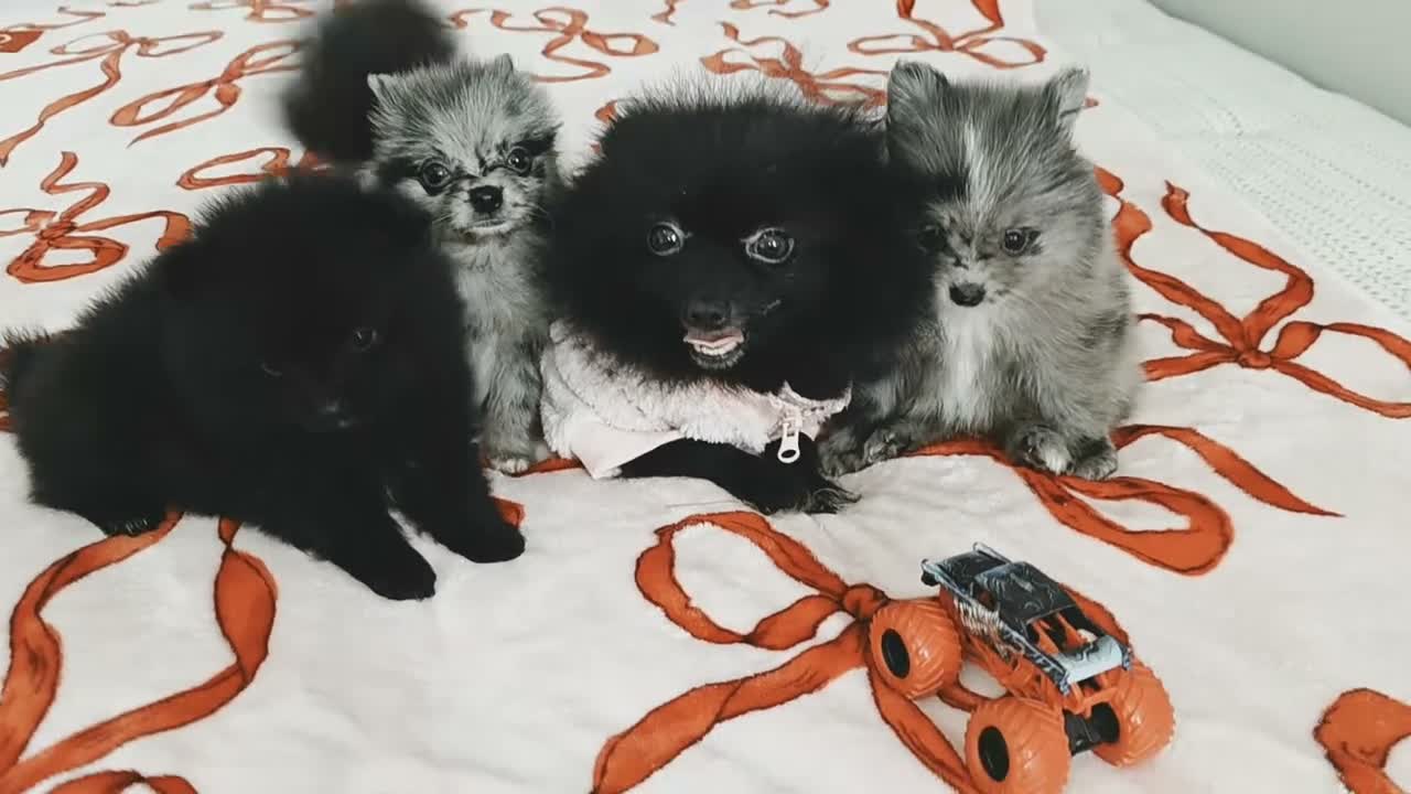 Pomeranian dogs for sale: Diamond  - Video 1