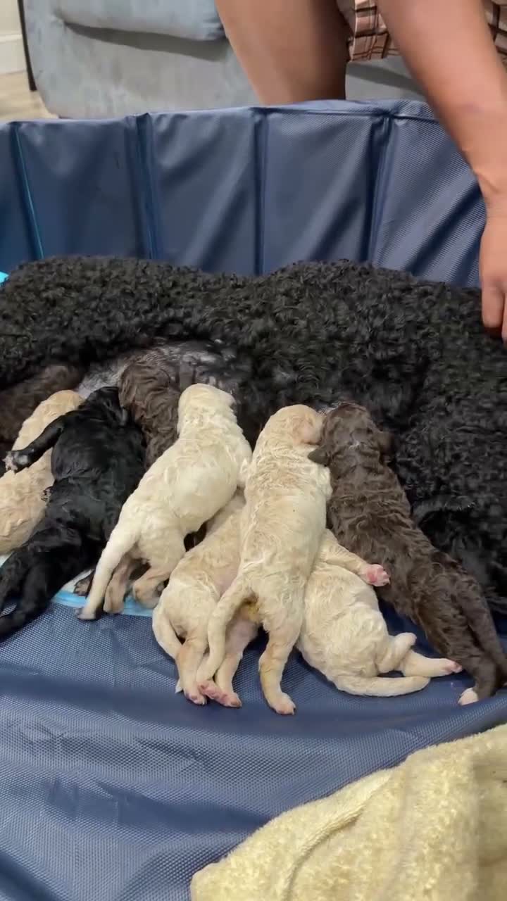 Labradoodle dogs for sale: Labradoodle 1 - Video 1