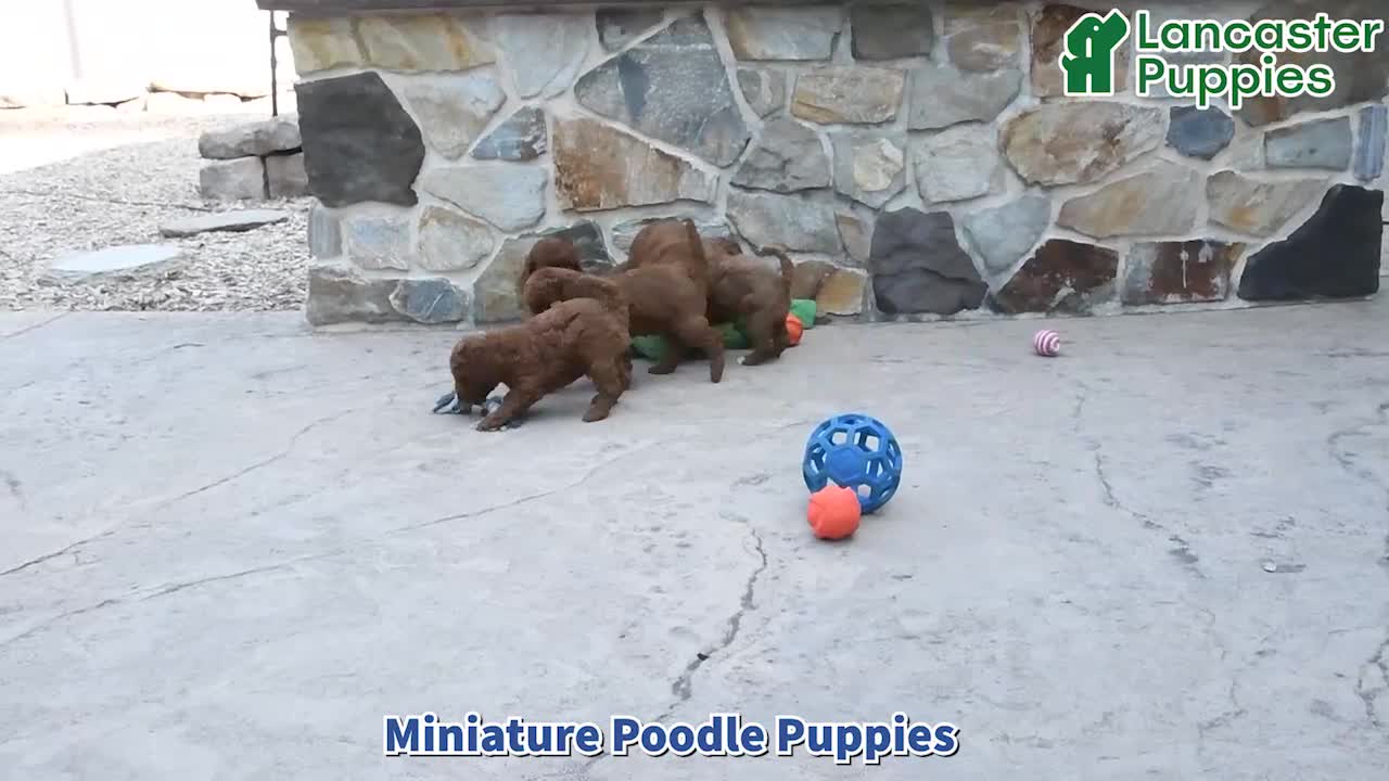 Miniature Poodle dogs for sale: Harvy - Video 1