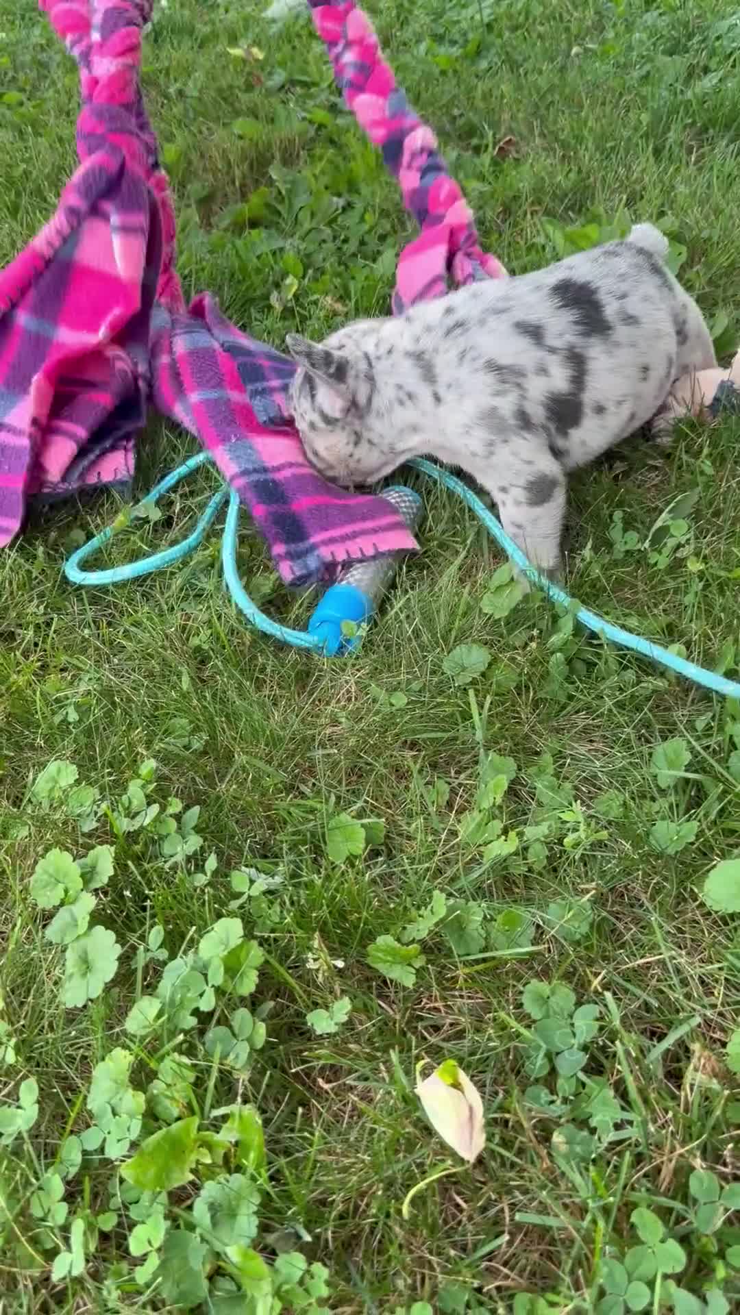 French Bulldog dogs for sale: Jack in The Box - Video 1