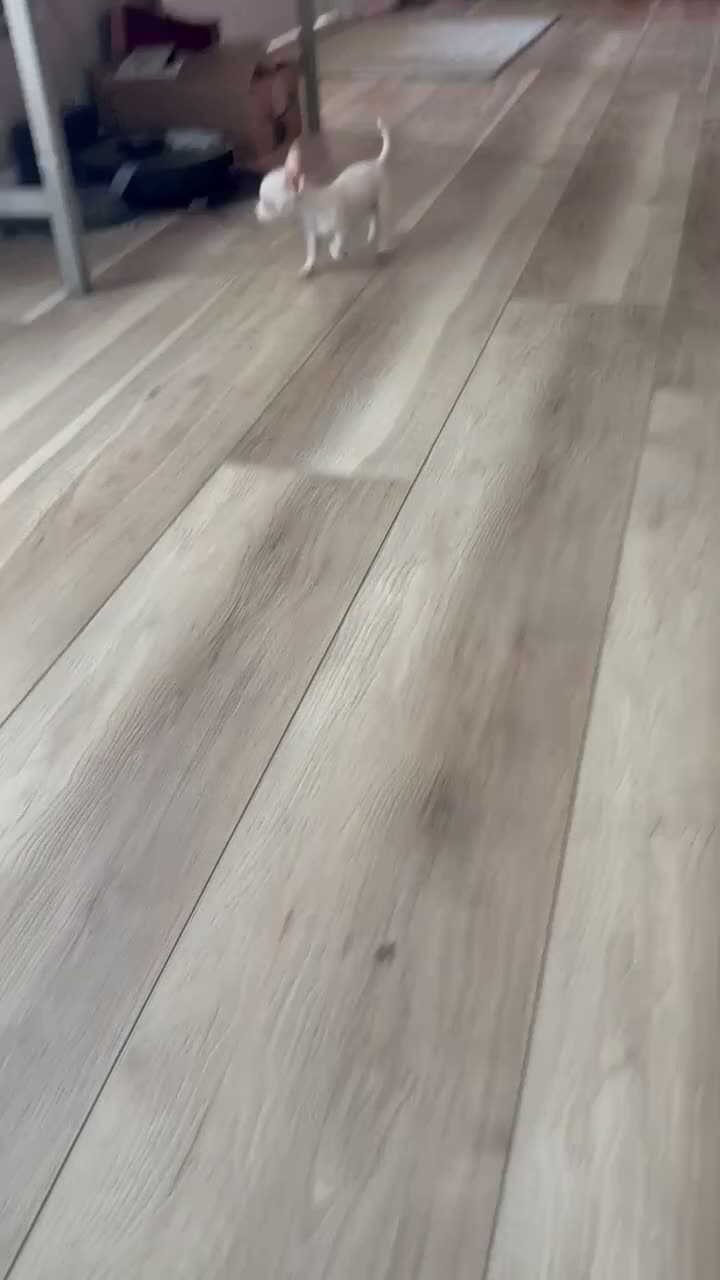 Chihuahua dogs for sale: Cream and white female chihuahua  - Video 3
