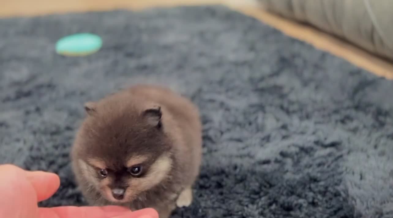Pomeranian dogs for sale: Minnie - Video 2