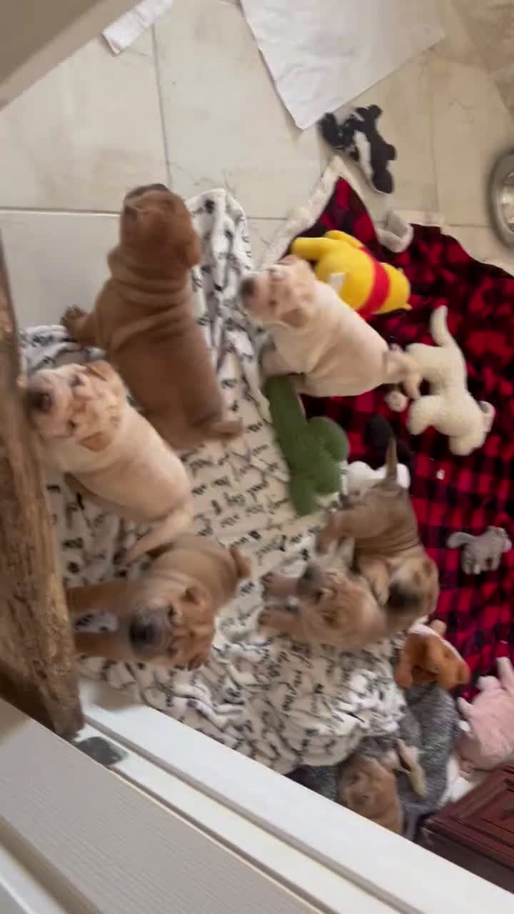 Shar Pei dogs for sale: Shar Pei Puppy 6 - Video 1