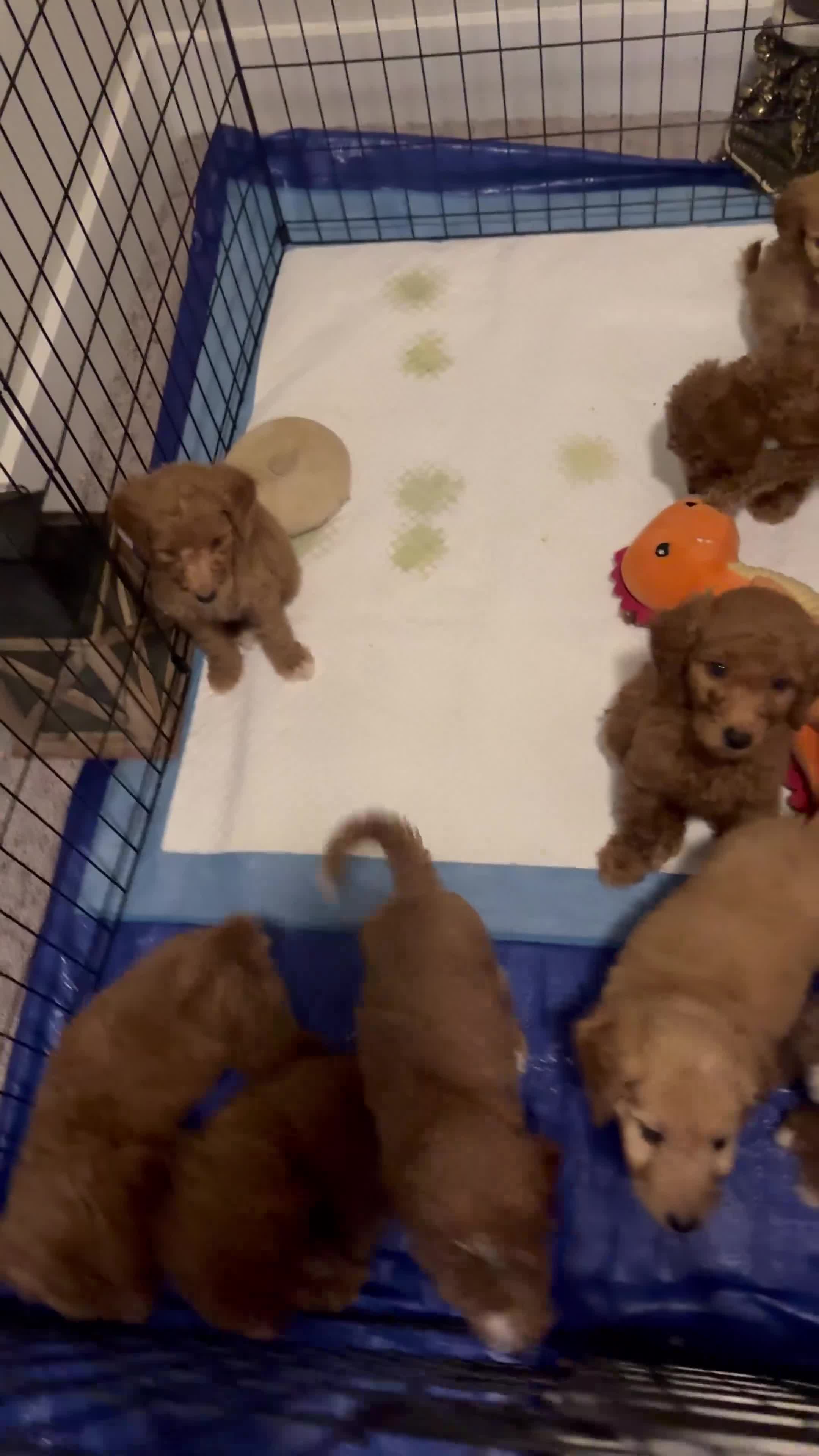 Standard Poodle dogs for sale: Trick Daddy - Video 1