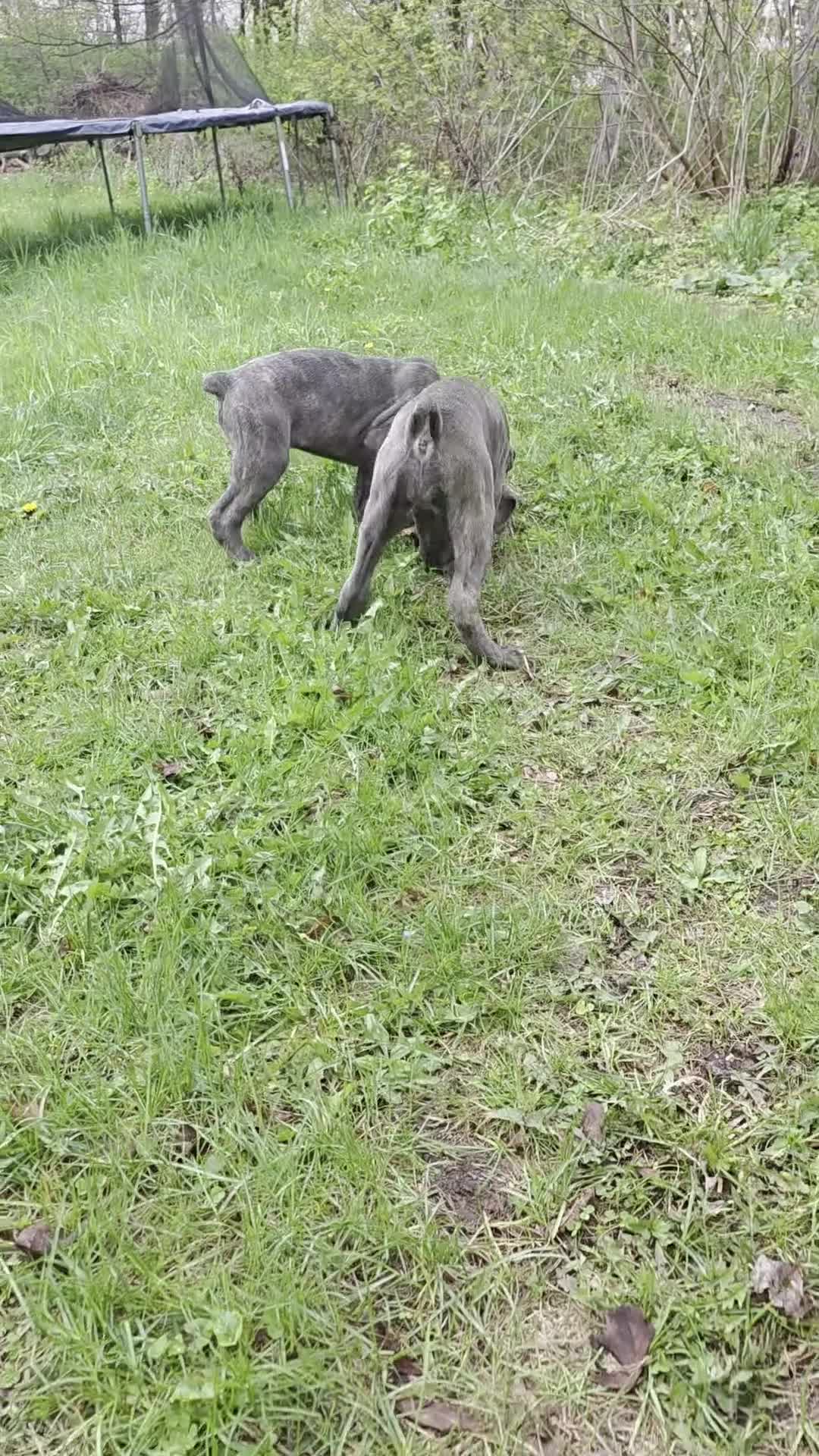 Cane Corso dogs for sale: Cane Corso Puppy 4 - Video 2