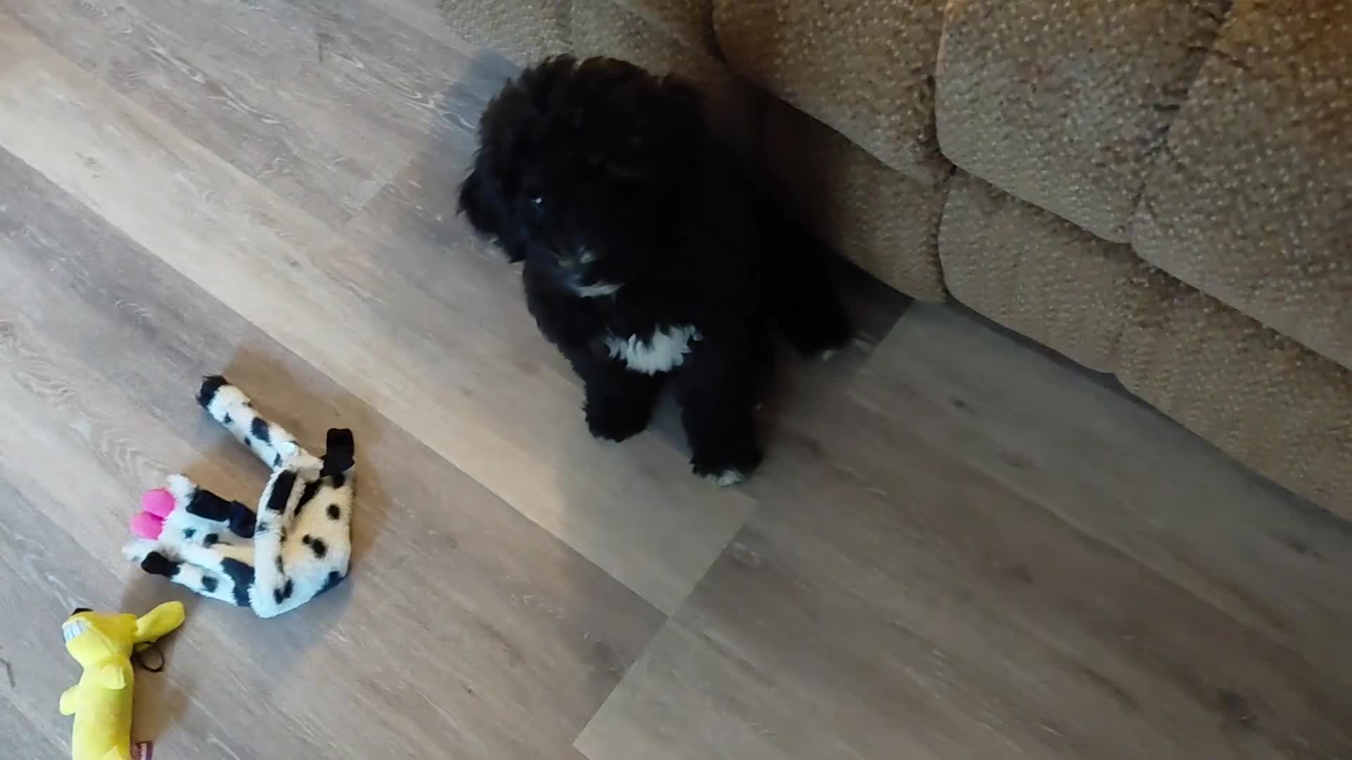 Double Doodle dogs for sale: Chelsea-Mountain Goldendoodle  - Video 4
