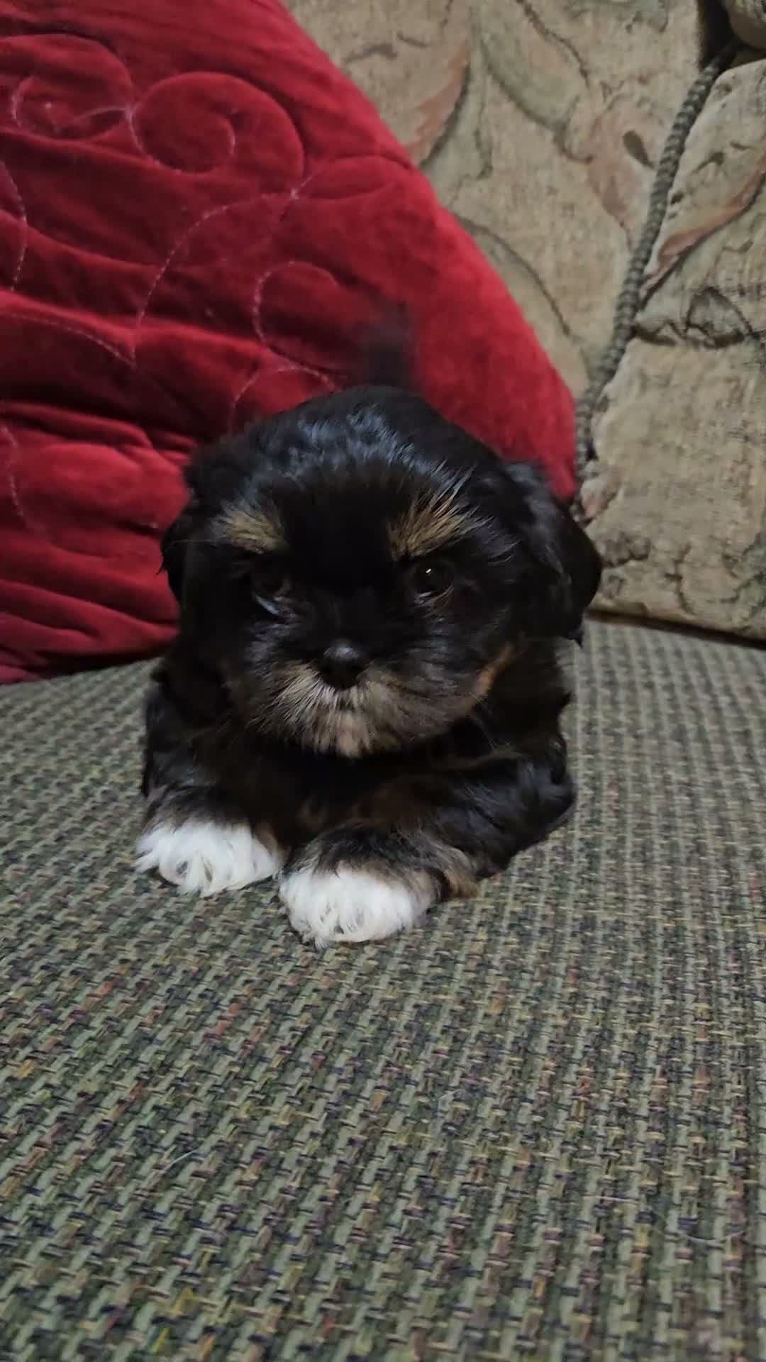 Shih Tzu dogs for sale: Diva - Video 1