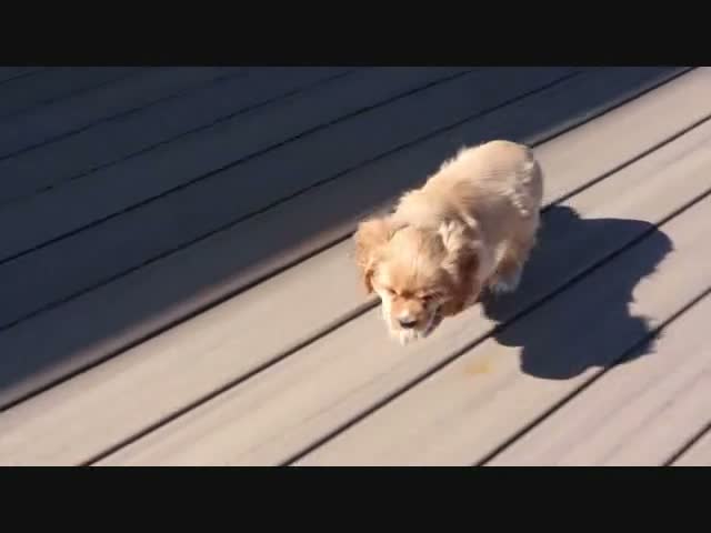 Cocker Spaniel dogs for sale: Cinnamon - Video 1