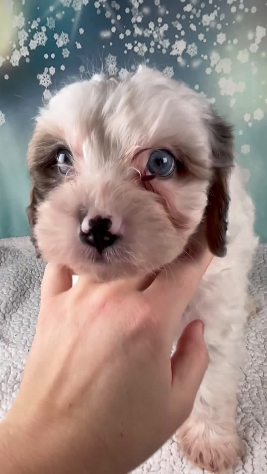 Cavapoo dogs for sale: Max - Video 1