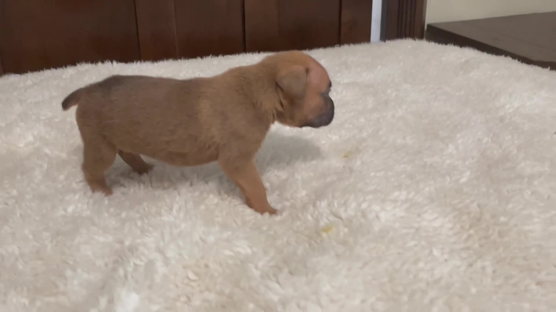Boxer dogs for sale: Colt - Video 1
