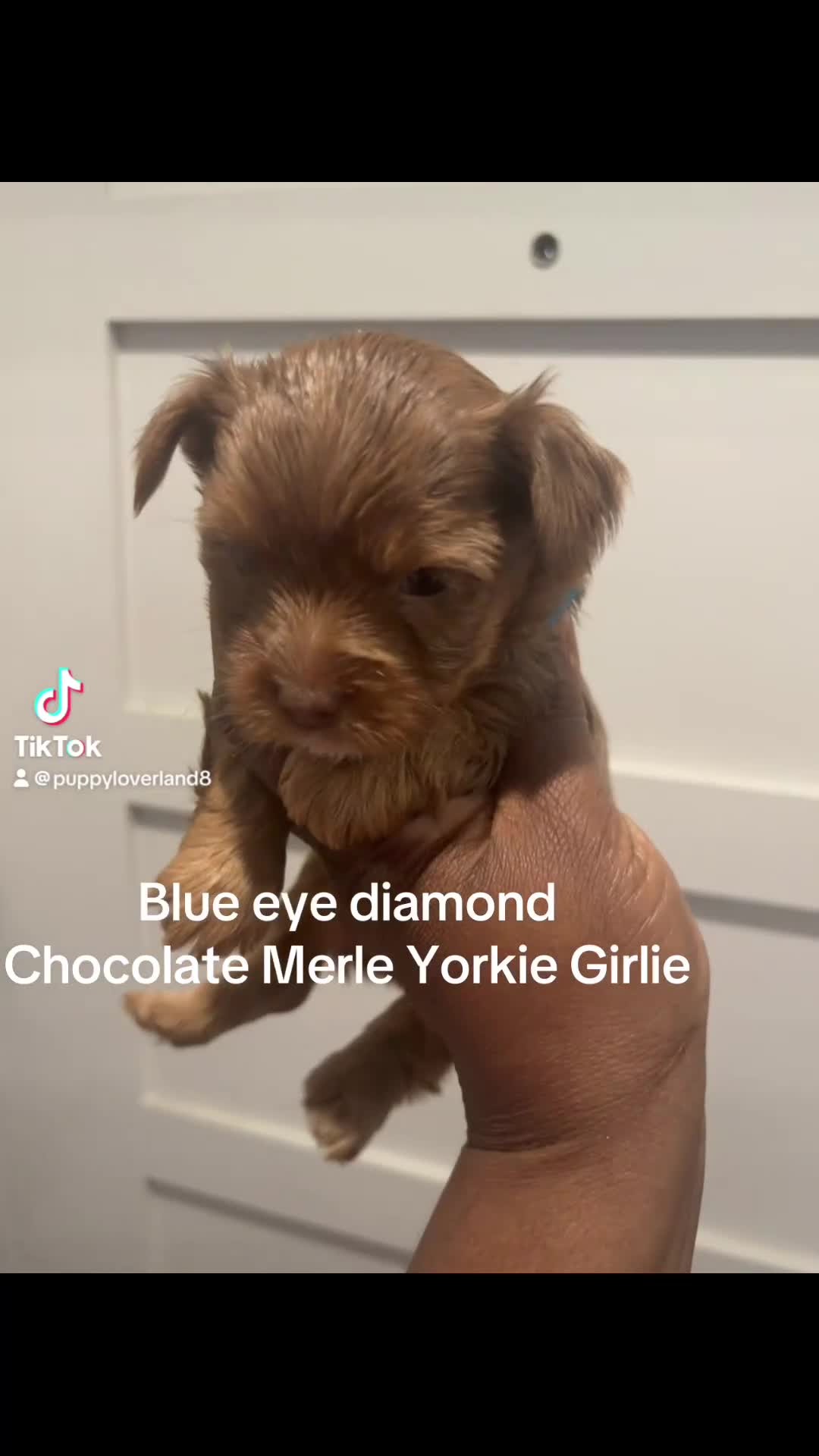 Yorkshire Terrier dogs for sale: Ashley  - Video 1