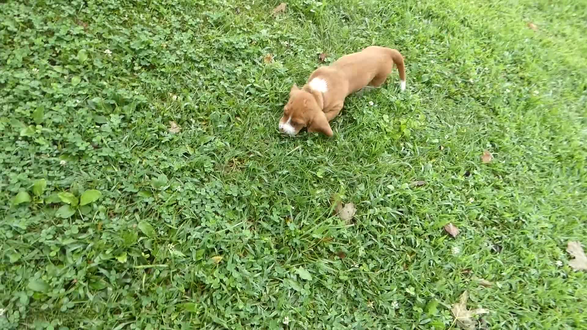 Basset Hound dogs for sale: Basset Hound 2 Buford - Video 1