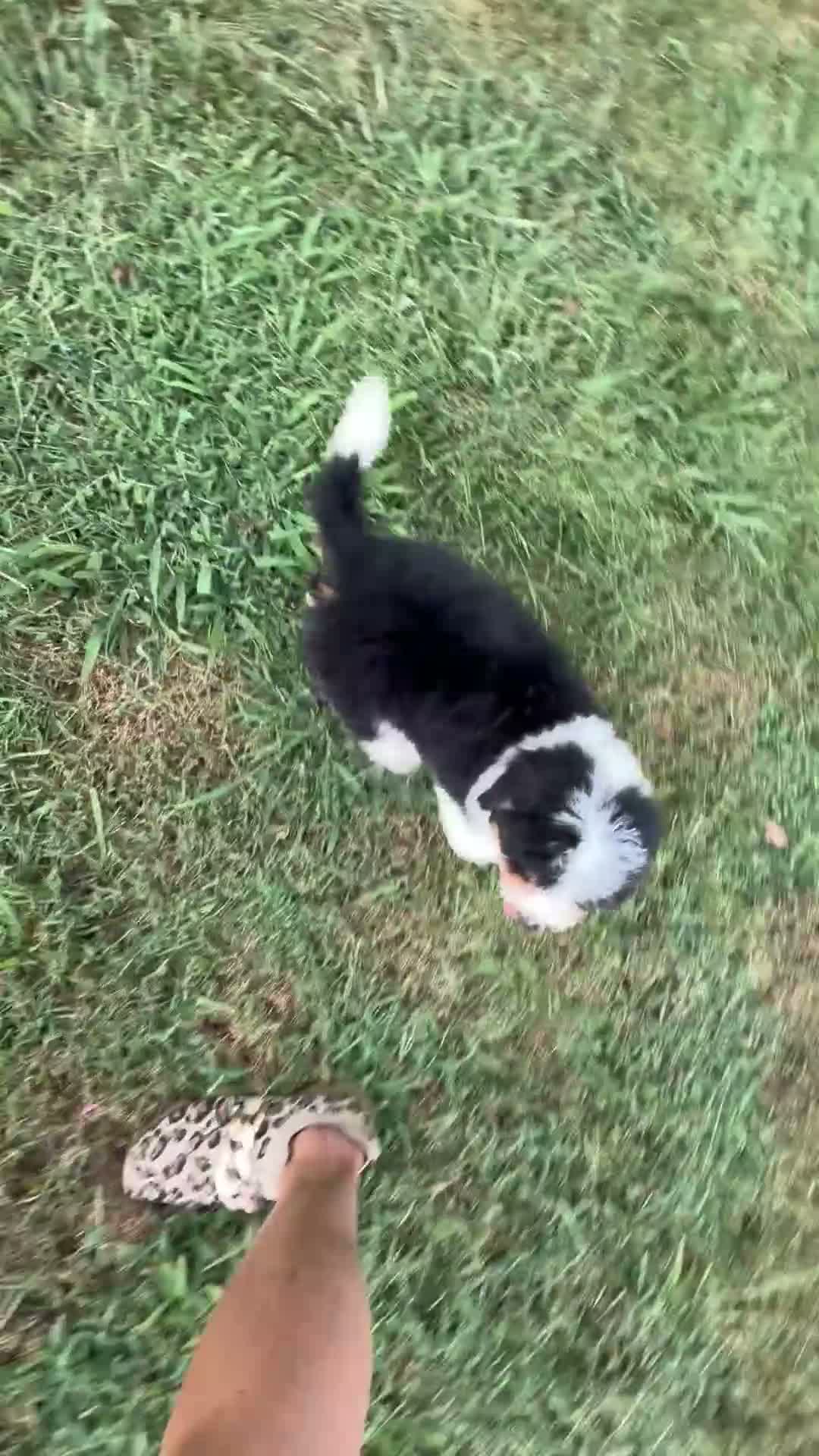 Mini Bernedoodle dogs for sale: Reese-Mini Bernedoodle female tri color  - Video 2