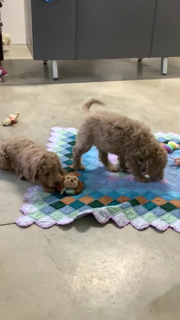 Goldendoodle dogs for sale: Goldendoodle Puppy 2 - Video 2