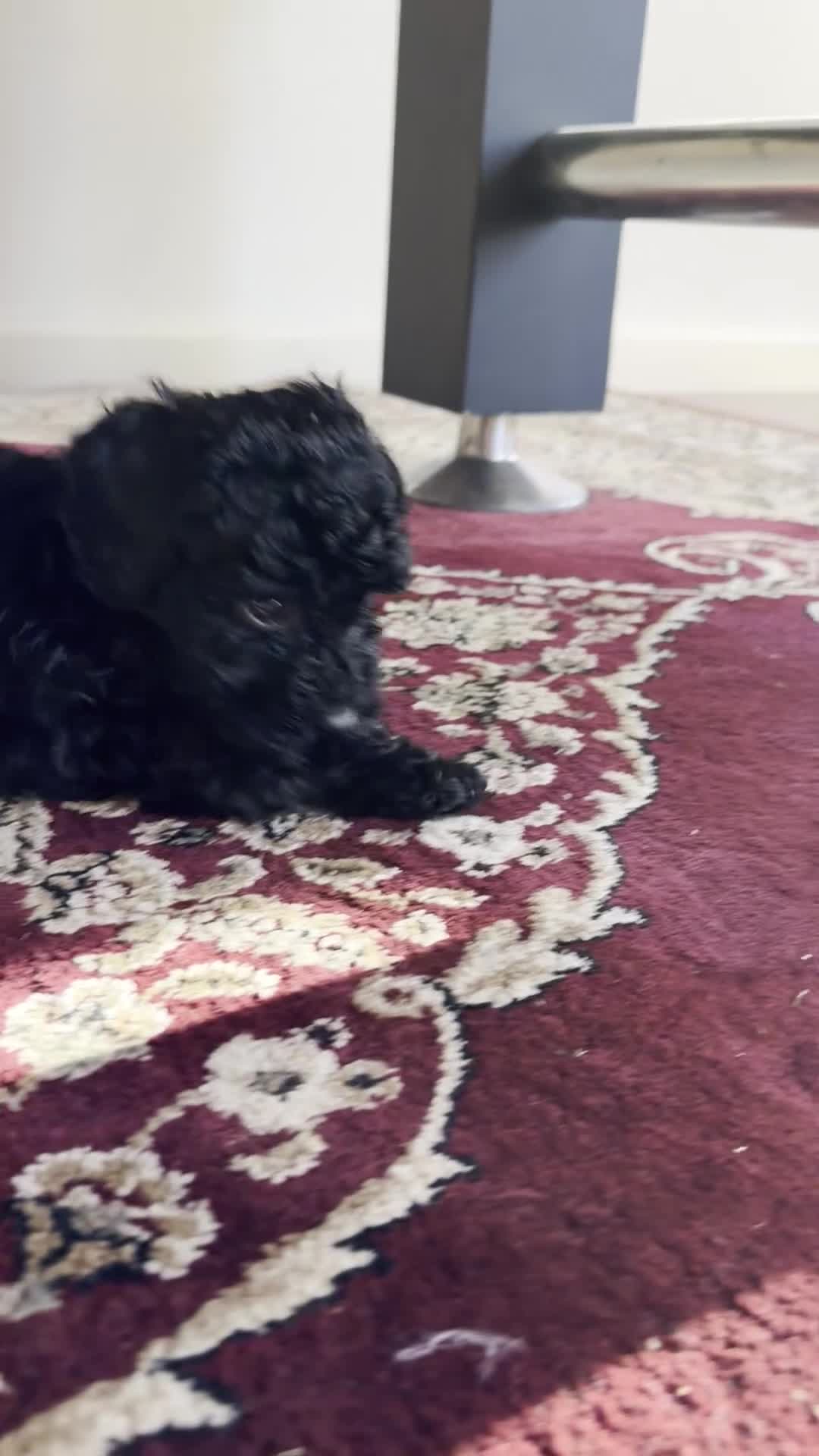 Aussiedoodle dogs for sale: Teddy - Video 1