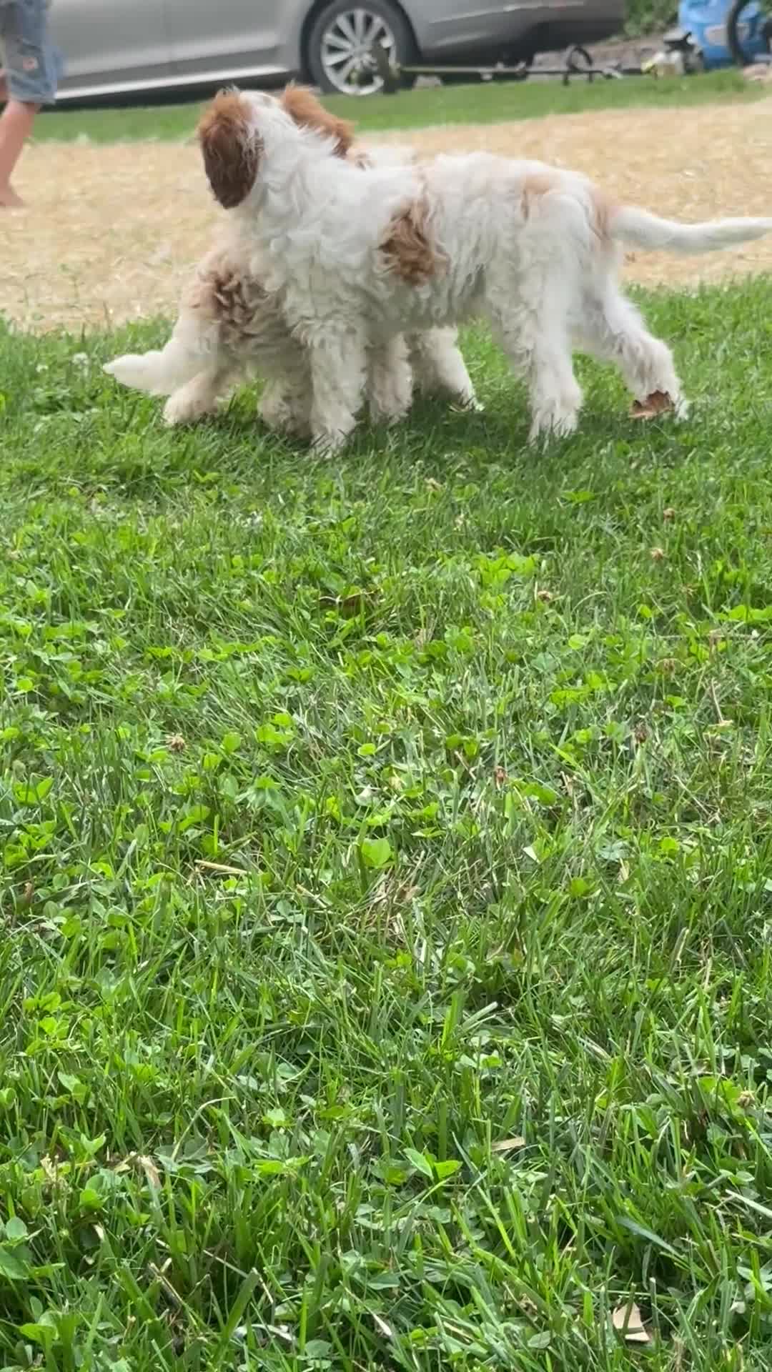 Cavapoo dogs for sale: Casper  - Video 1