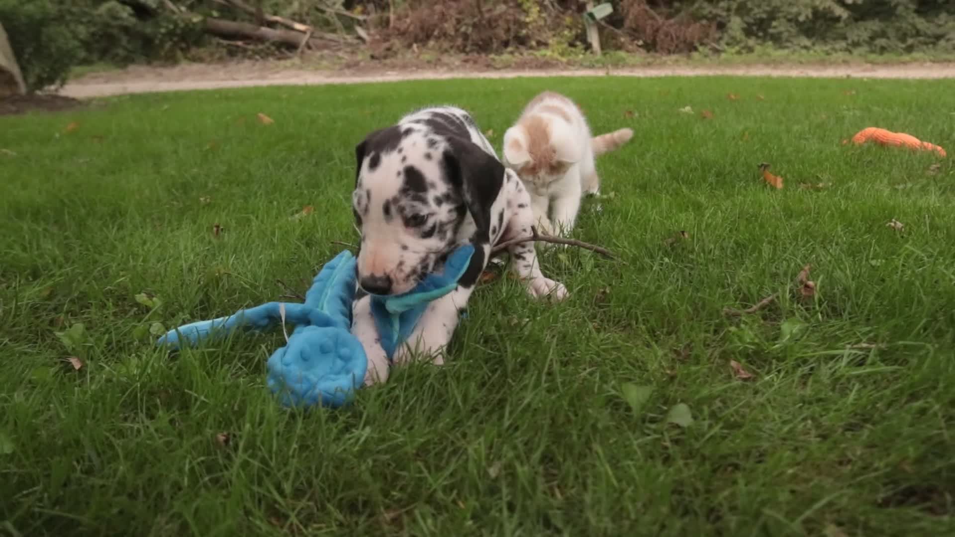 Great Dane dogs for sale: Brielle Great Dane  - Video 3
