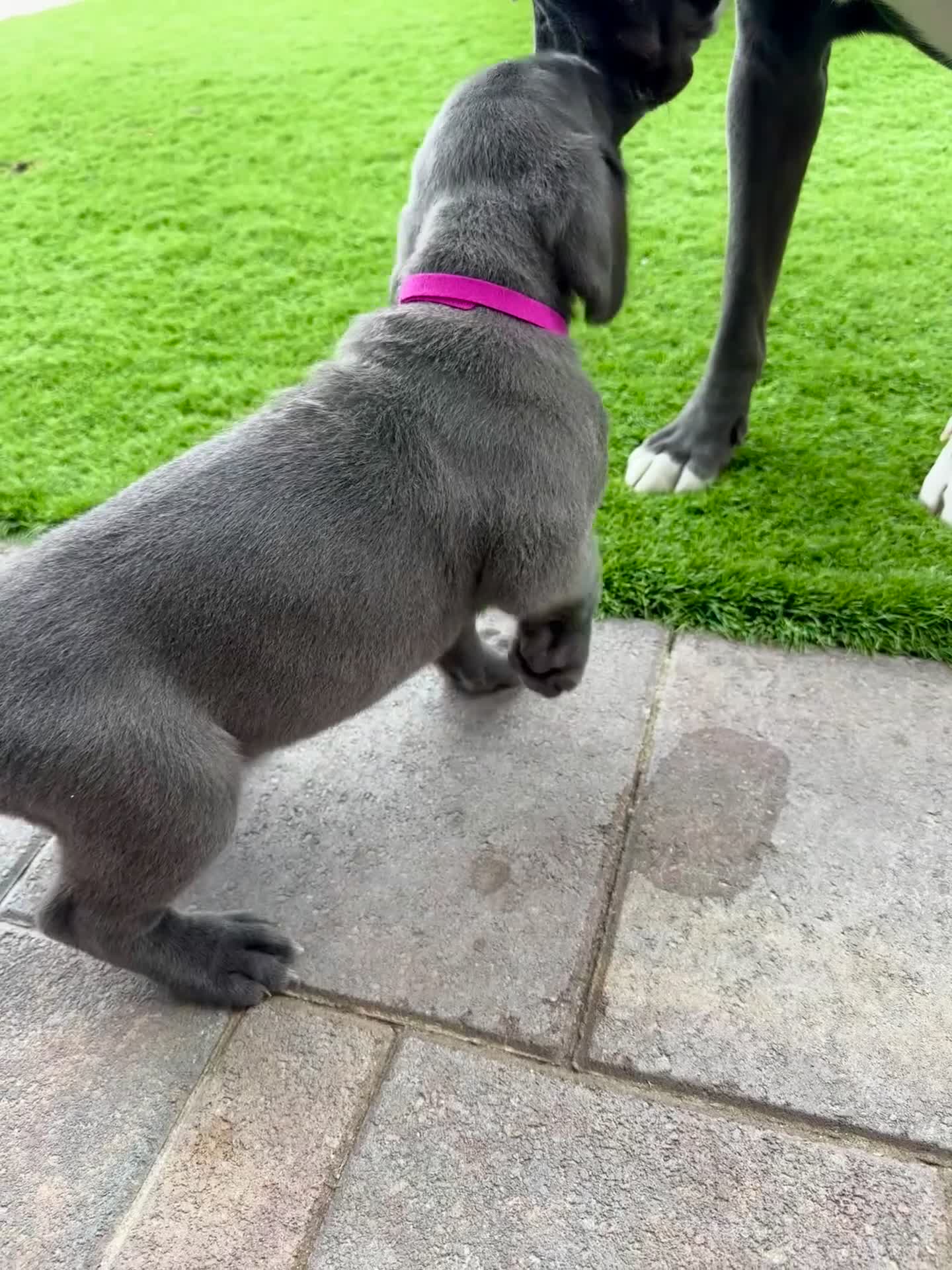 Mixed Breed dogs for sale: Mixed Breed Puppy 4 (hot pink)  - Video 1