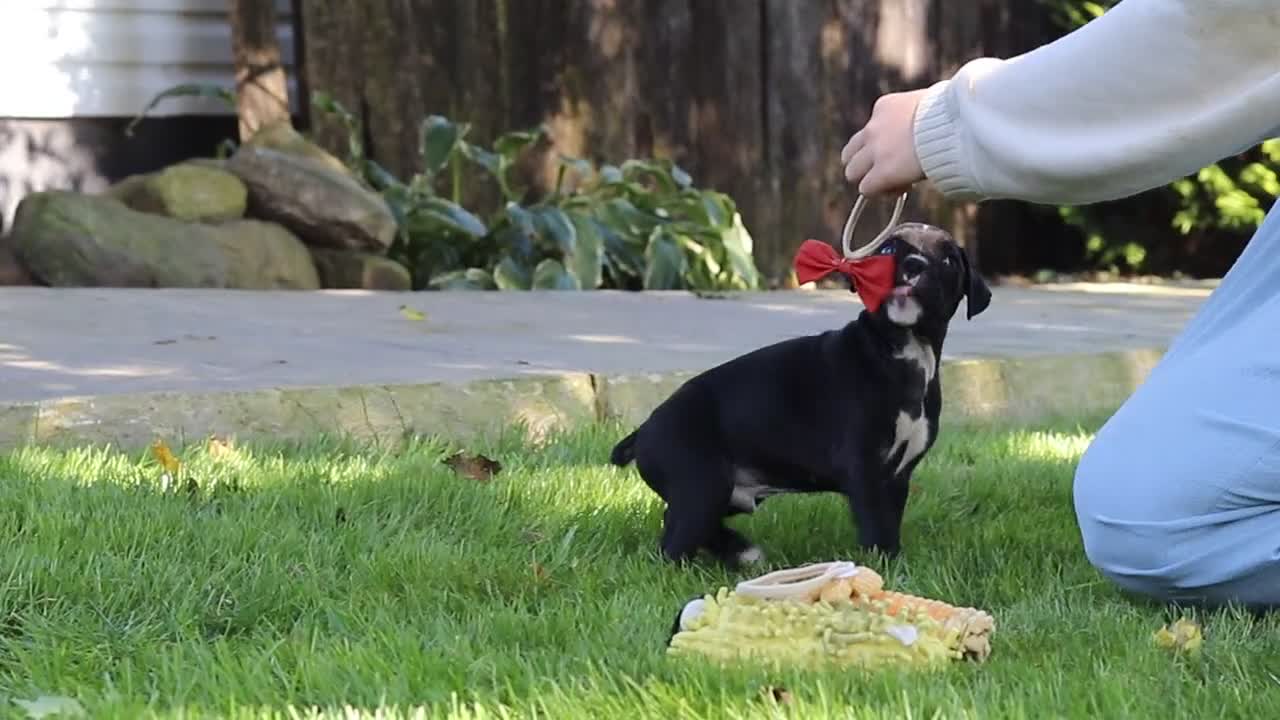 Boxer dogs for sale: Deisel - Video 3
