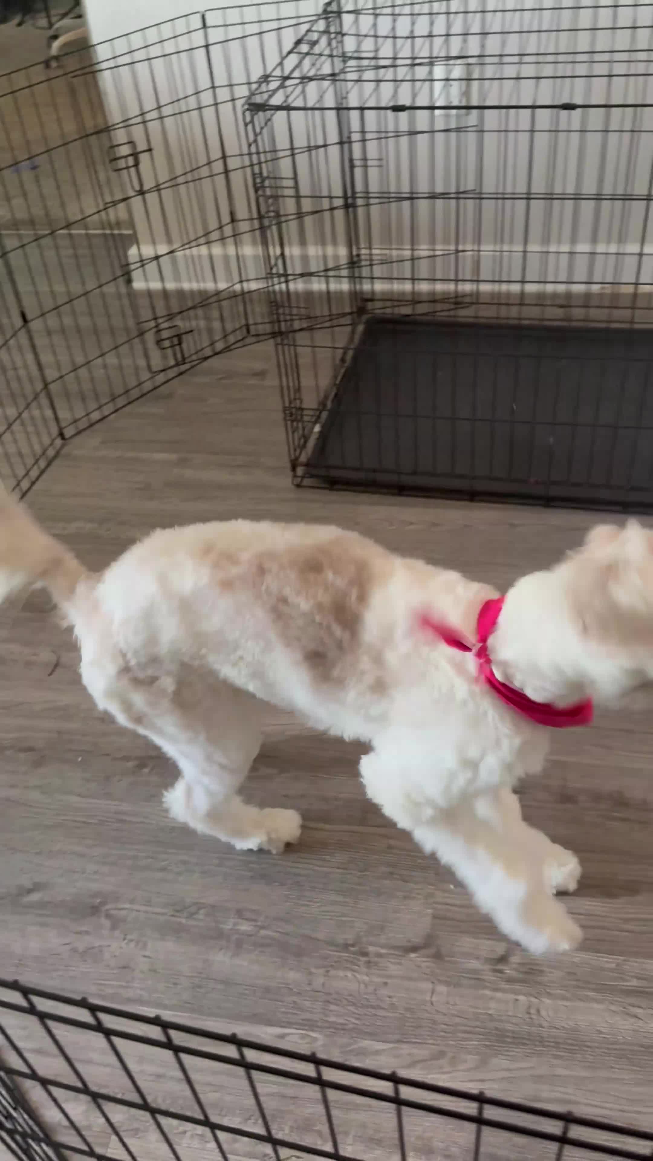 Aussiedoodle dogs for sale: Eula 🩵 - Video 2