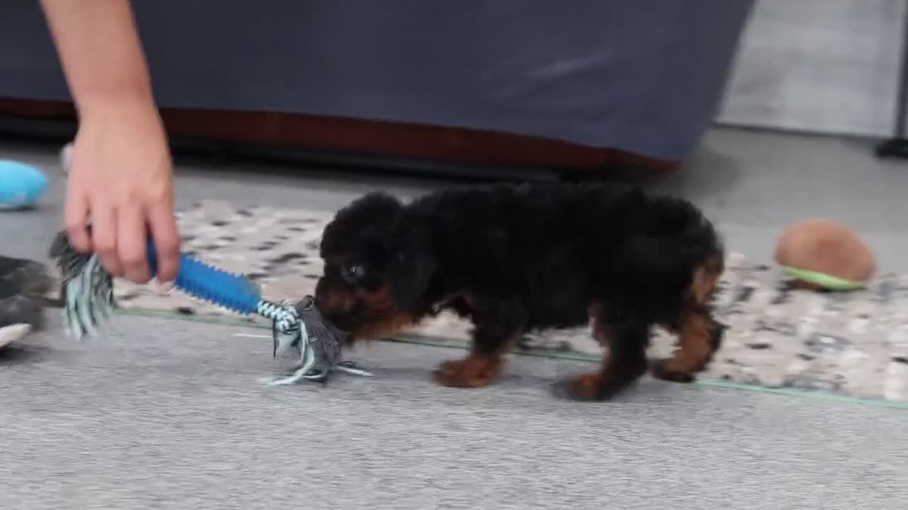 Cavapoo dogs for sale: Ash - Video 1