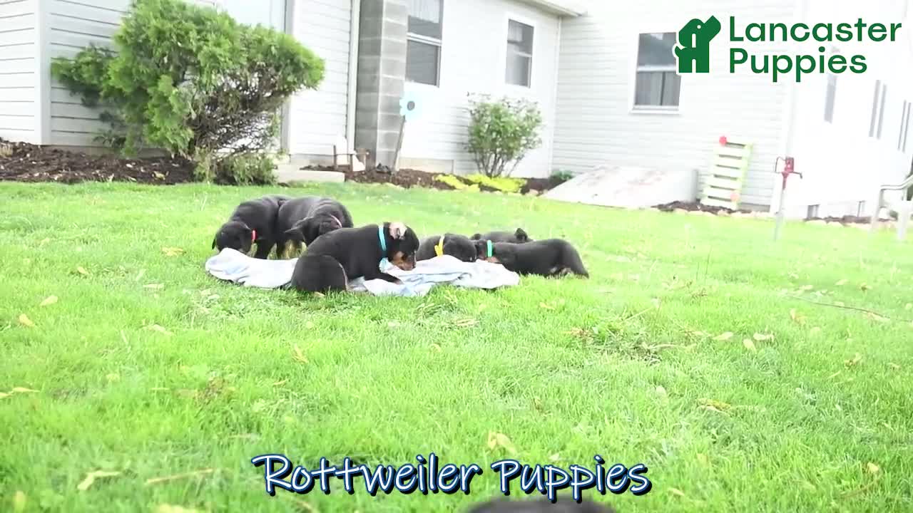 Rottweiler dogs for sale: Volt  - Video 1