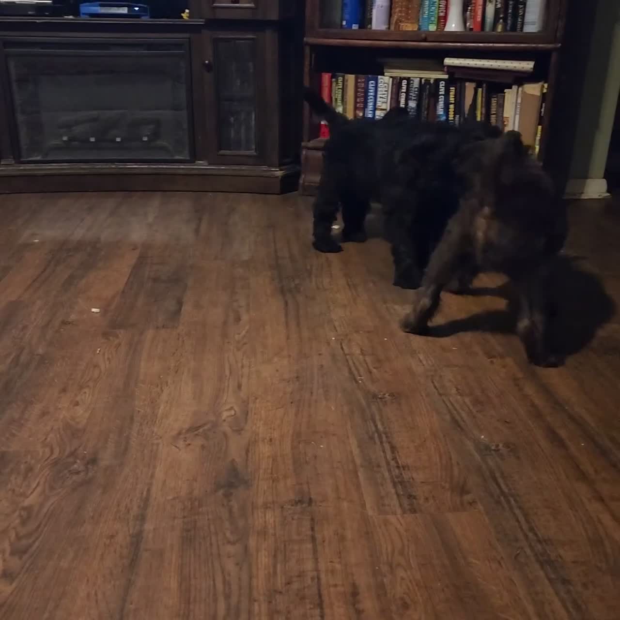 Labradoodle dogs for sale: Labradoodle green collar - Video 1