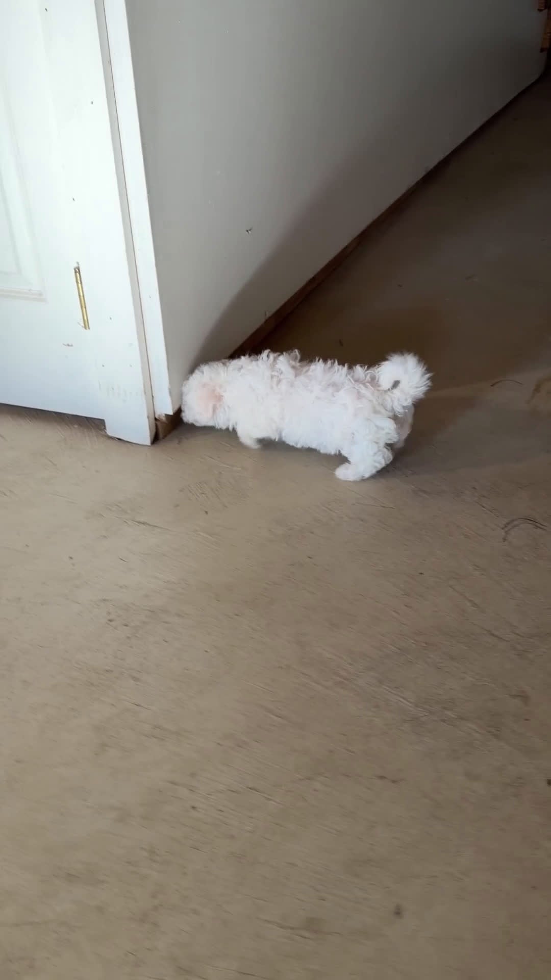 Bichon Frise dogs for sale: Rosie - Video 1