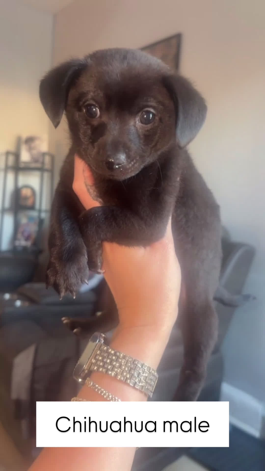 Chihuahua dogs for sale: Chihuahua Puppy 1 - Video 2