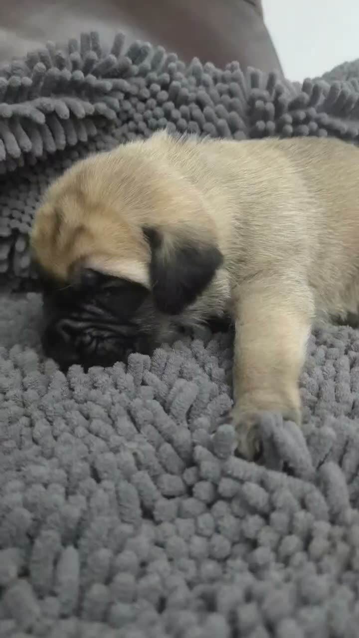 English Mastiff dogs for sale: Minnie - Video 1