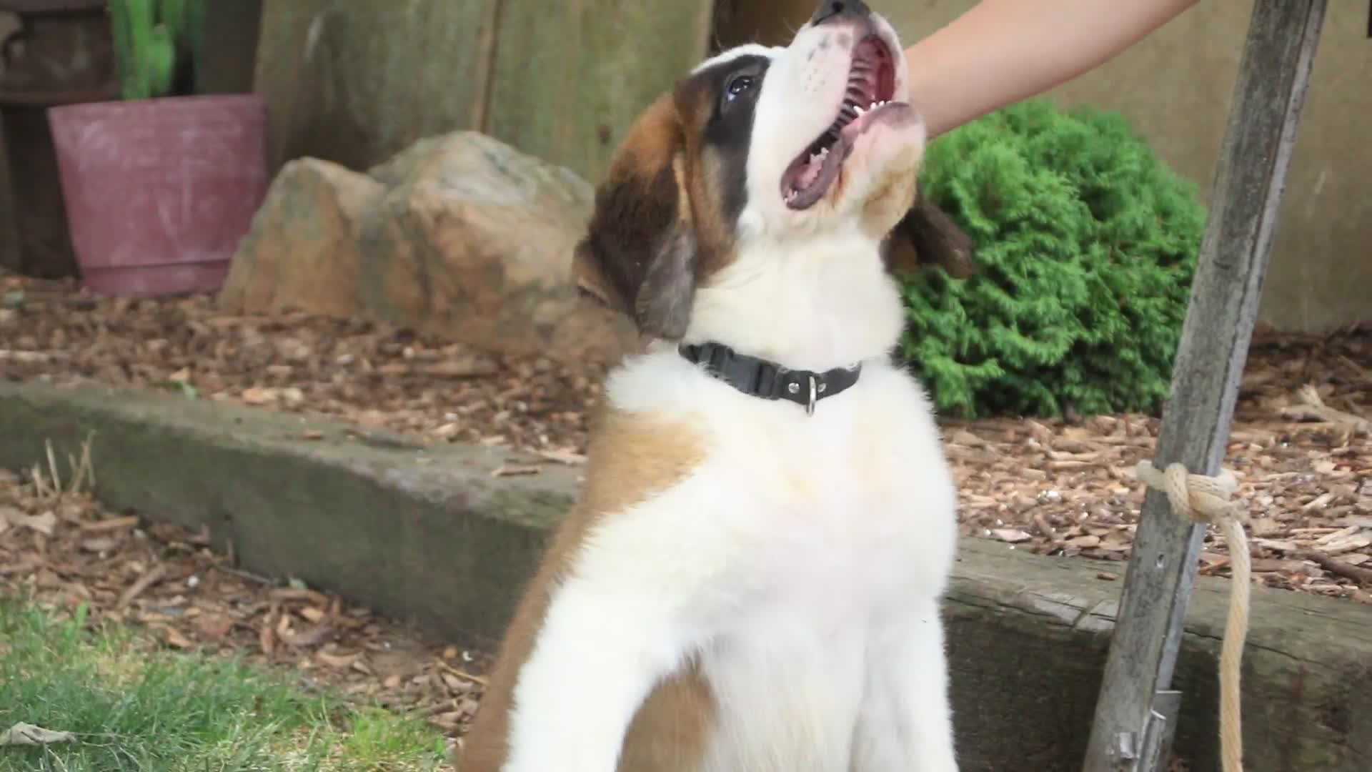 Saint Bernard dogs for sale: William Saint Bernard  - Video 1