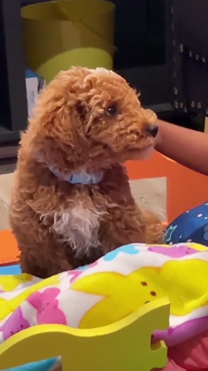 Miniature Poodle dogs for sale: Miniature Poodle 1 - Video 1