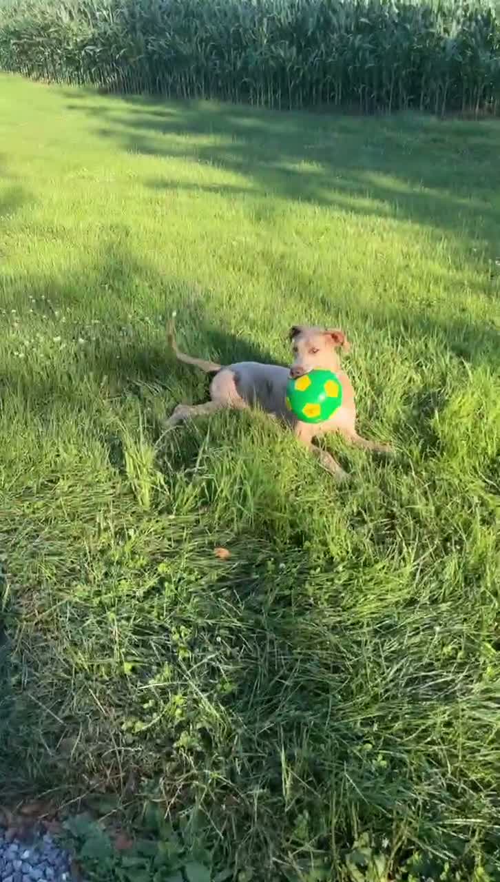 Great Dane dogs for sale: Great Dane 1 - Video 2