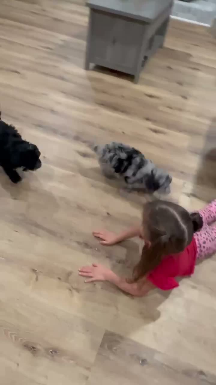 Mini Aussiedoodle dogs for sale: Colton 🐾 - Video 2