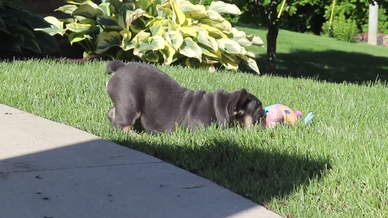 French Bulldog dogs for sale: Bentley - Video 1