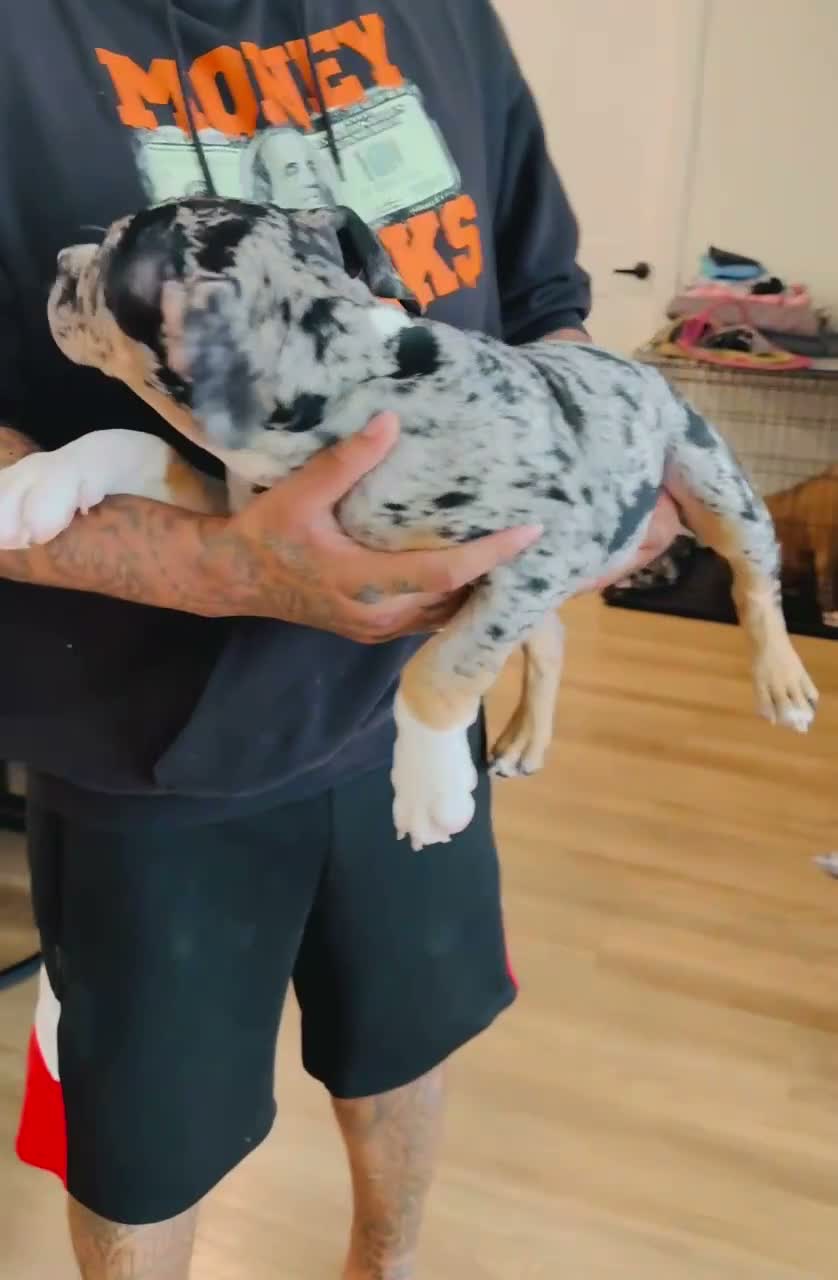 American Bully dogs for sale: Gaia - Video 1