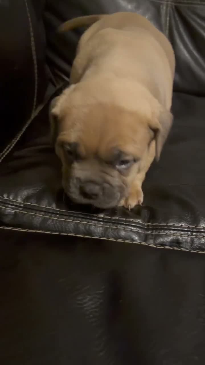American Bully dogs for sale: Bandit - Video 1