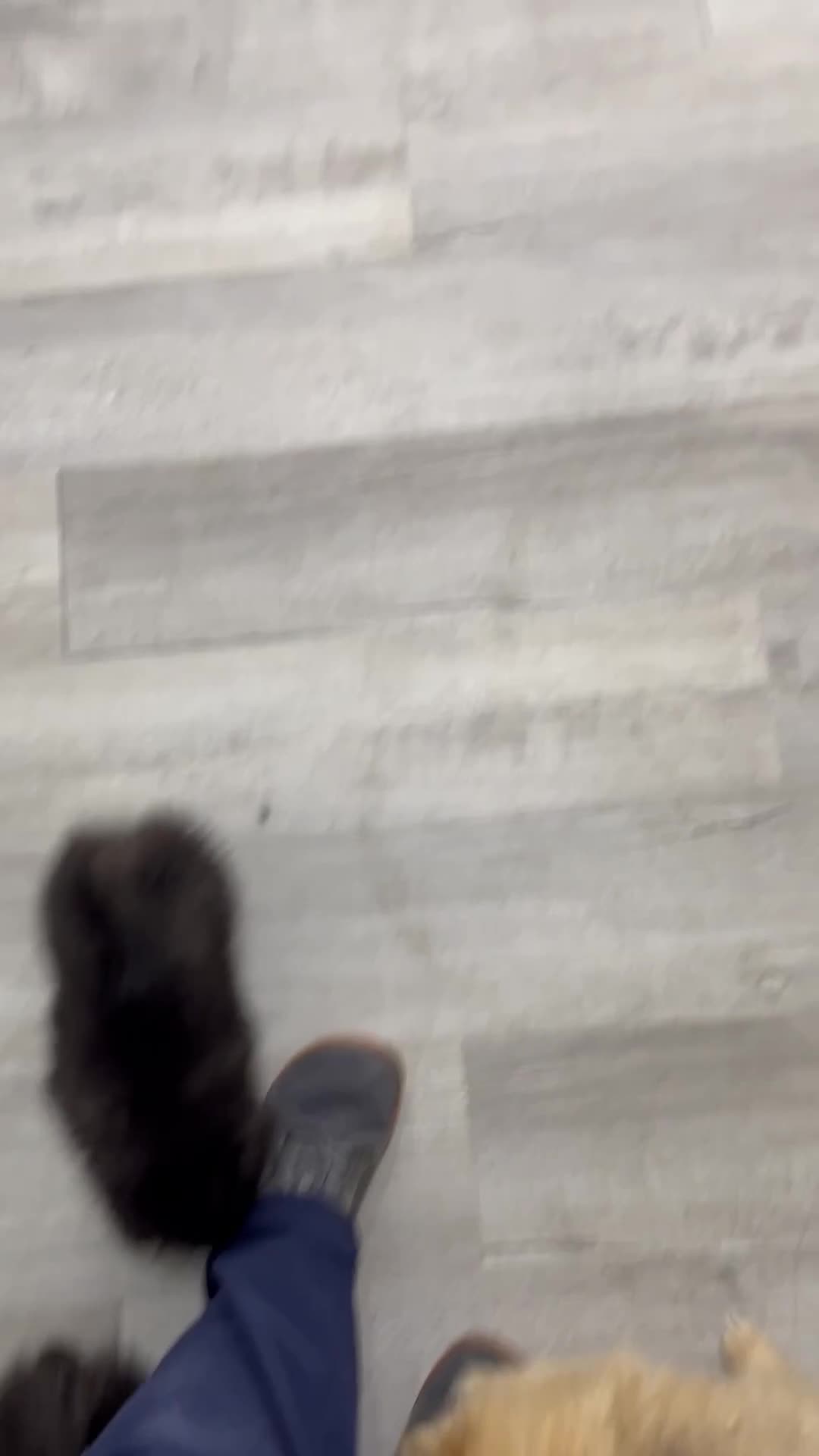 Pomeranian dogs for sale: Stormy - Video 2
