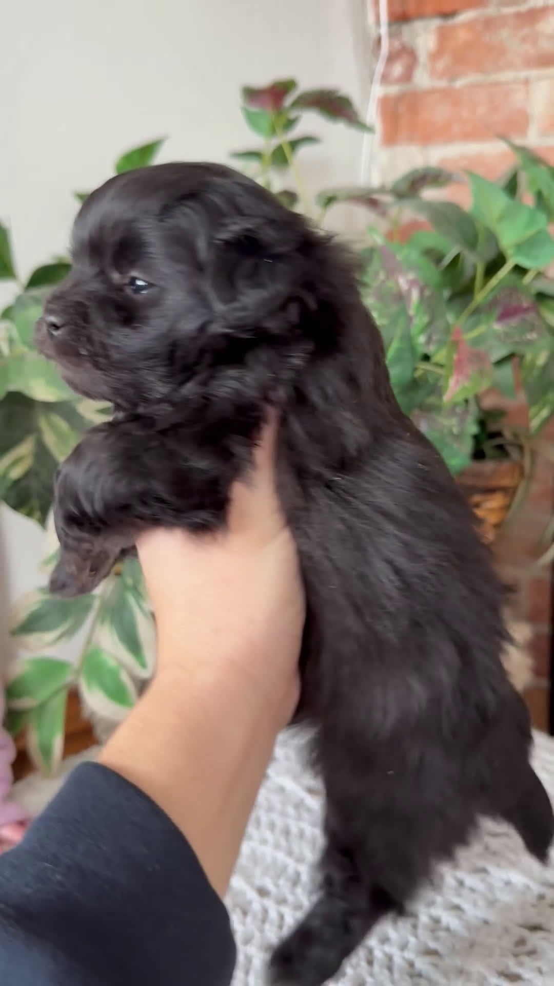 Mini Aussiedoodle dogs for sale: Jade - Video 2