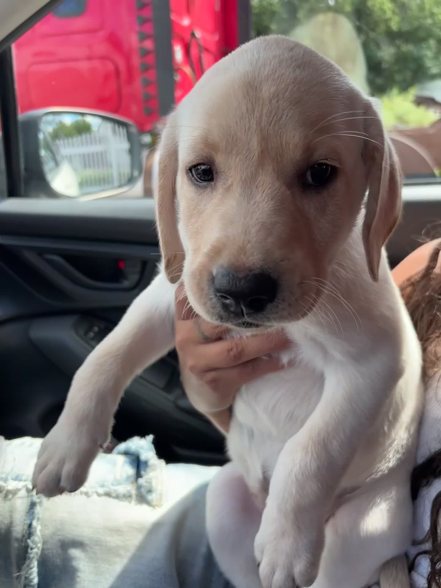 Labrador Retriever dogs for sale: Lola  - Video 1