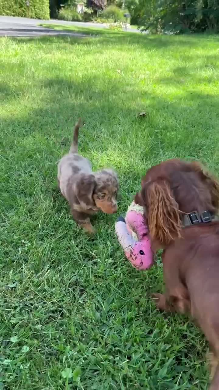 Dachshund dogs for sale: Ranger - Video 1