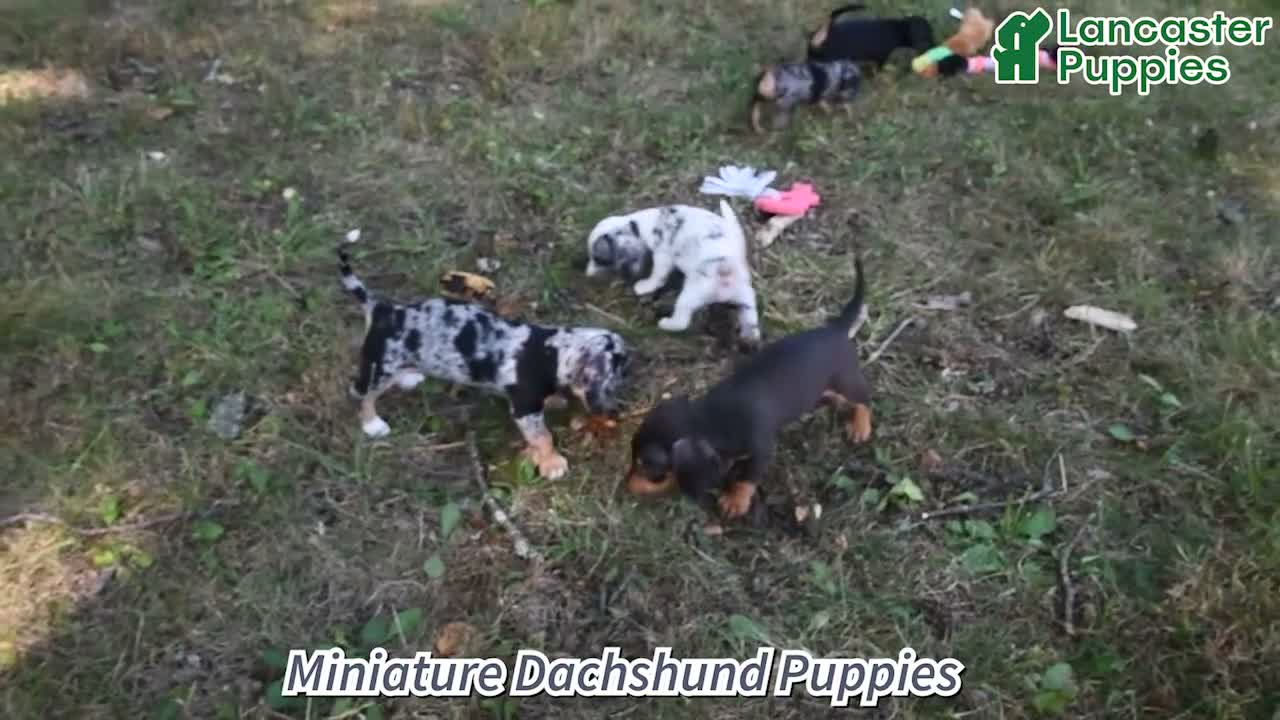 Miniature Dachshund dogs for sale: Macy - Video 1