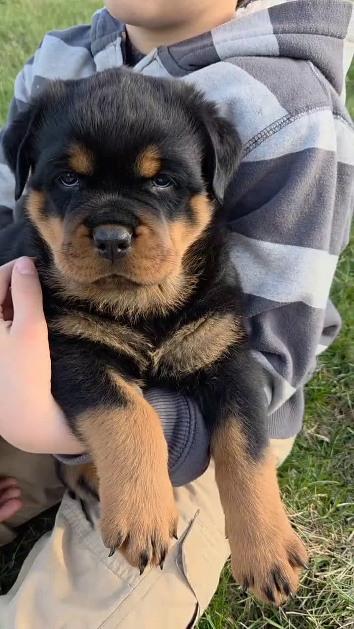 Rottweiler dogs for sale: Mr Big Bro - Video 1