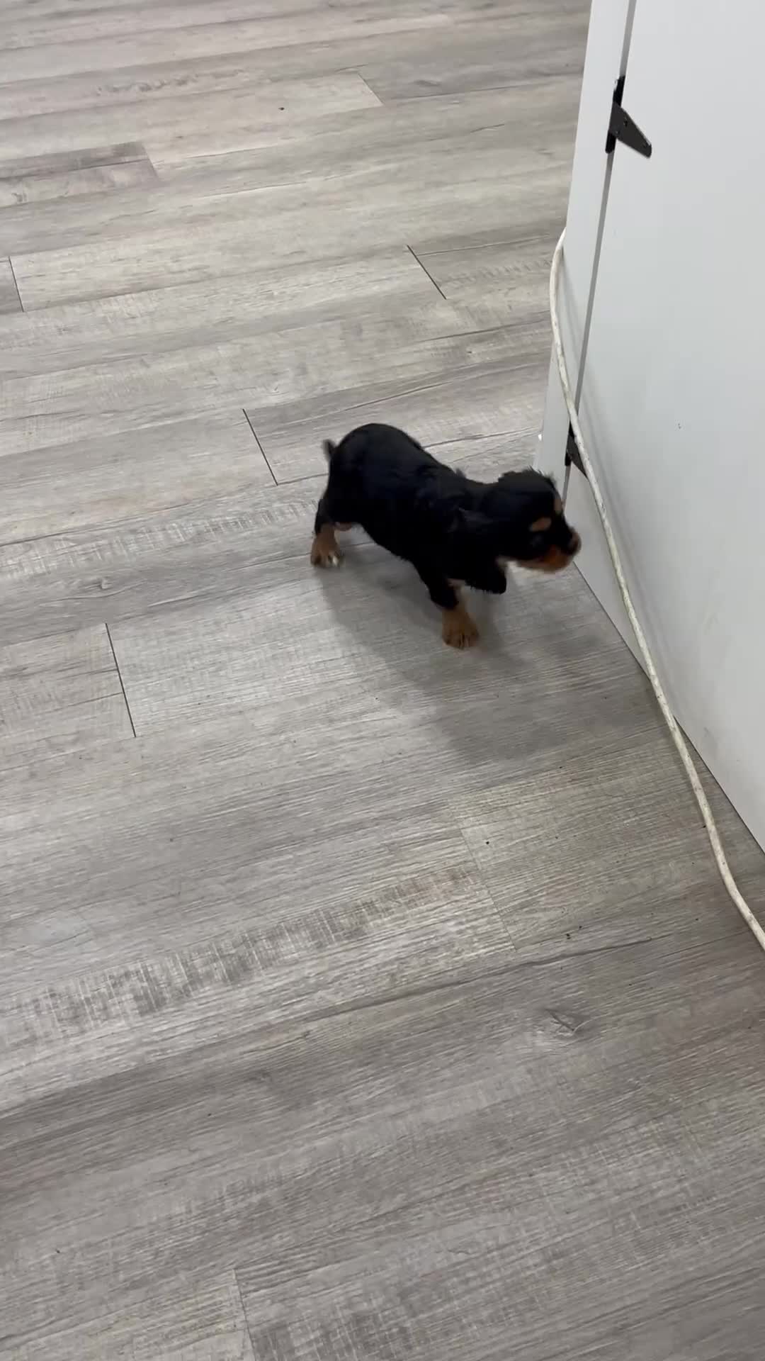 Cavalier King Charles Spaniel dogs for sale: Diesel - Video 1