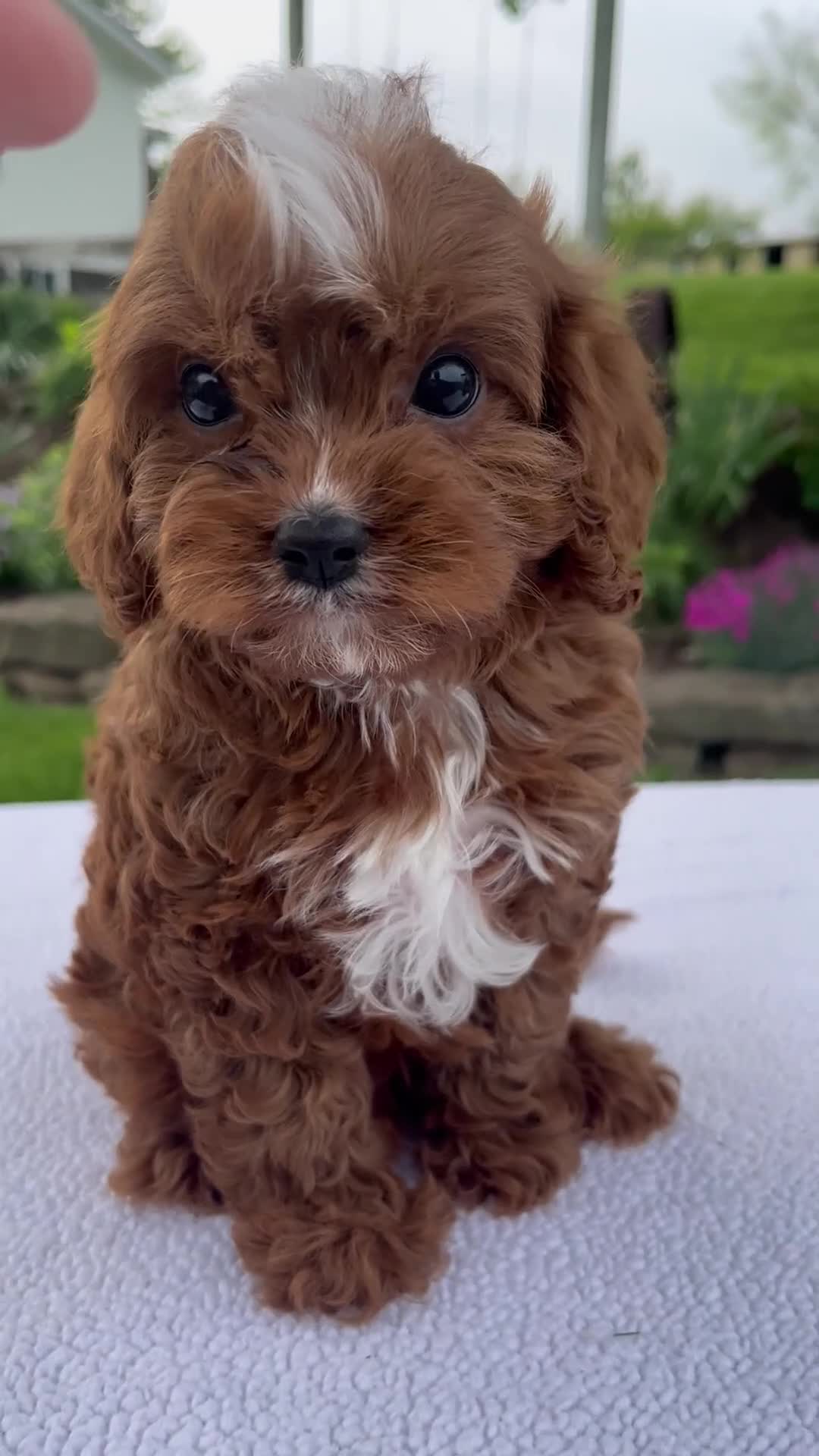 Cavapoo dogs for sale: Ian - Video 1