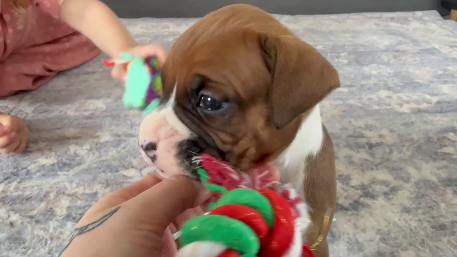 Boxer dogs for sale: Champ  - Video 2