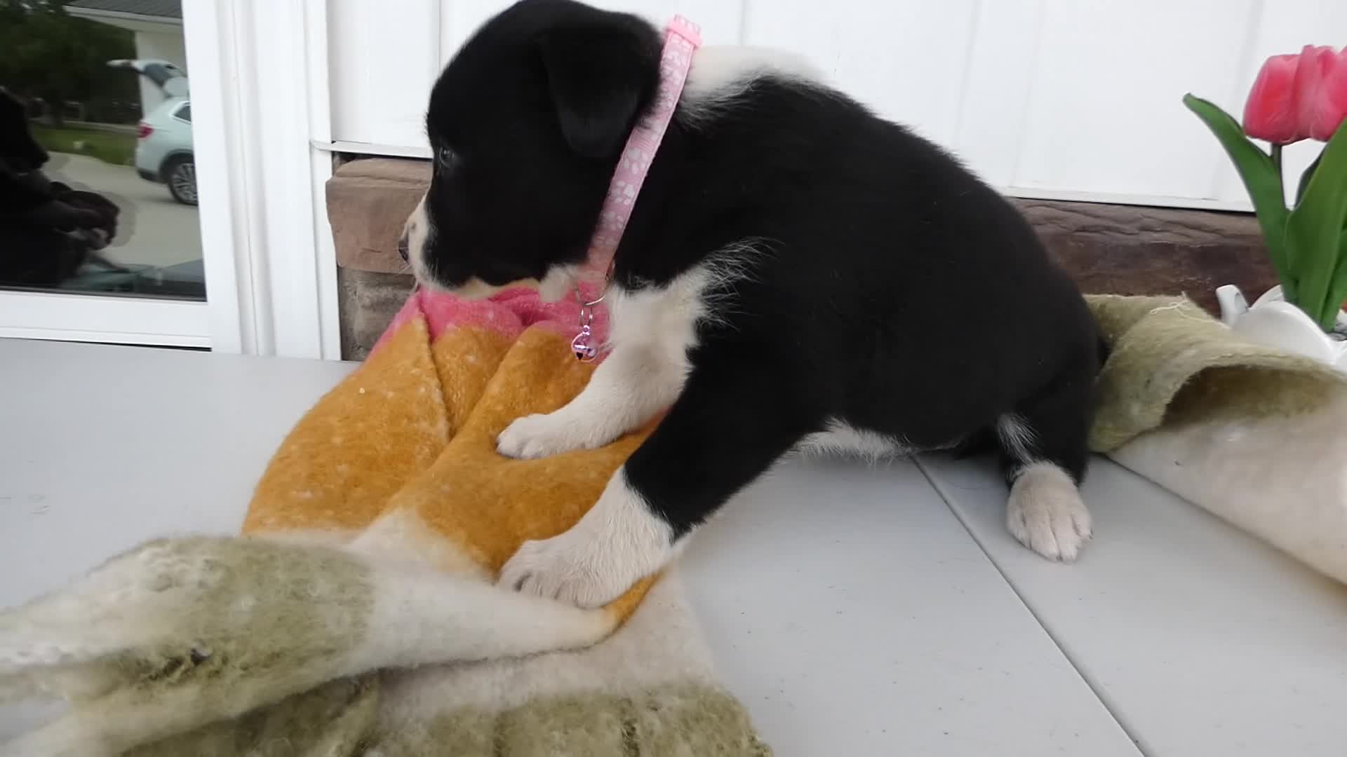 Border Collie dogs for sale: Border Collie Puppy 5 Molly - Video 1